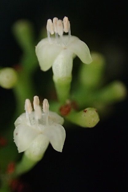 Psychotria foliosa flower