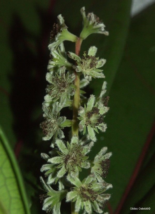 Homalium rubrocostatum flower