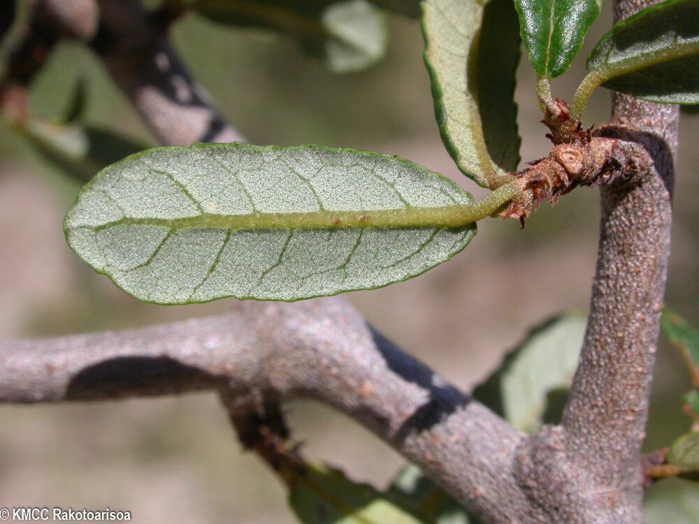 Grewia pulverulenta bark