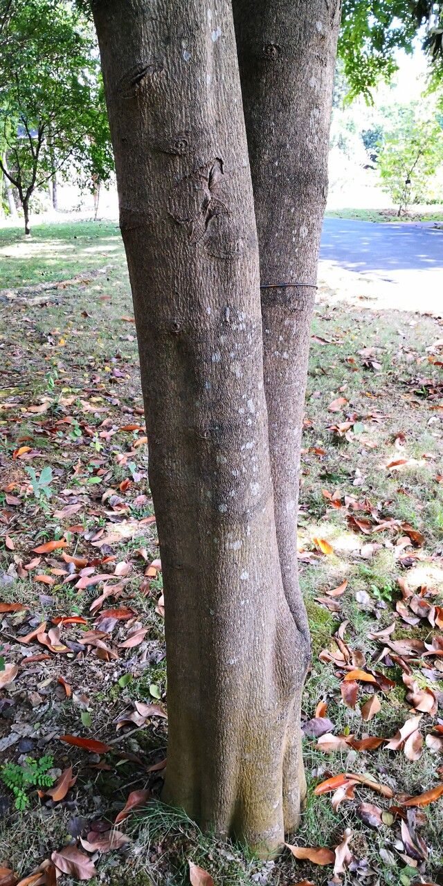 Suregada glomerulata bark