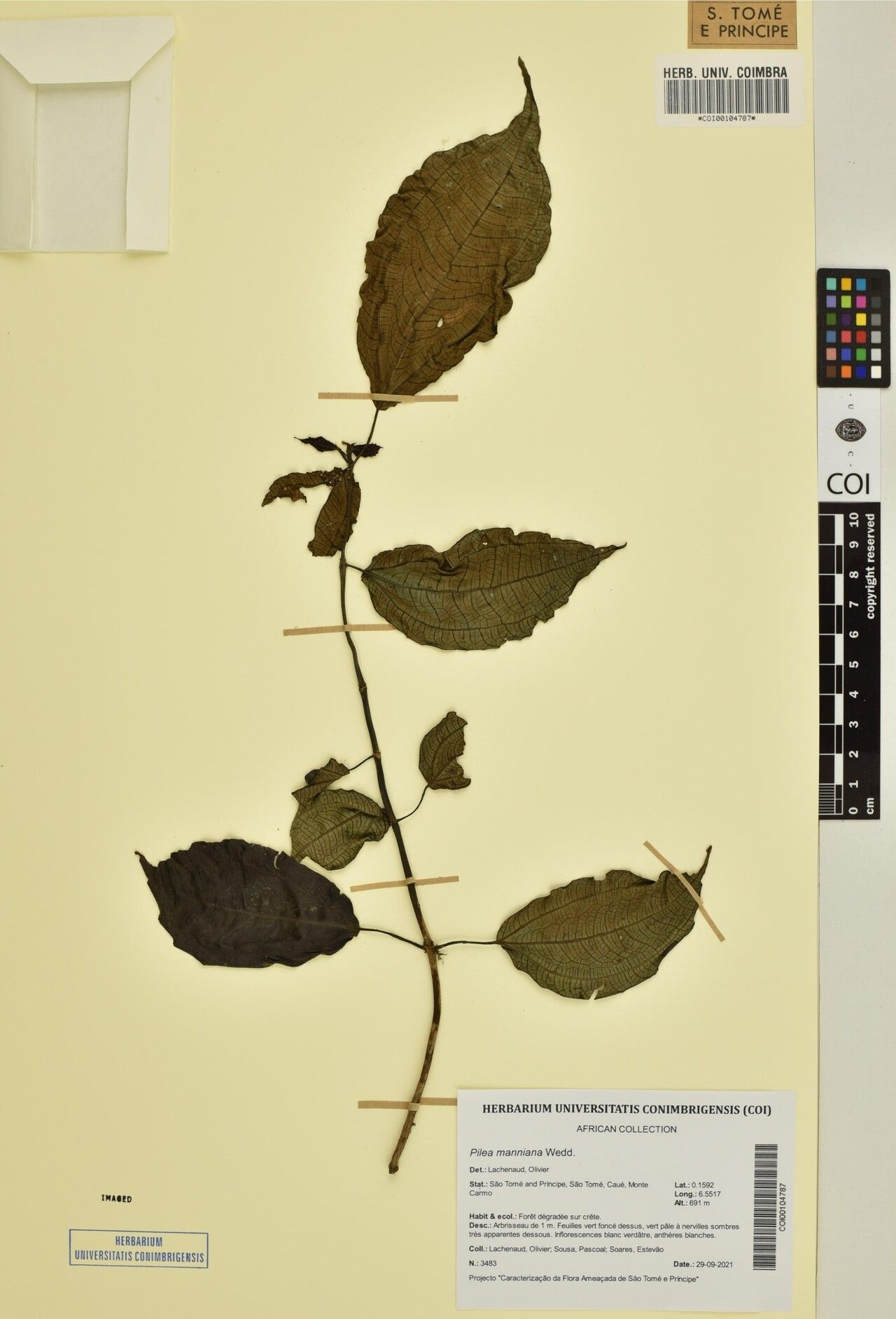 Pilea manniana — search result for 'Pilea'