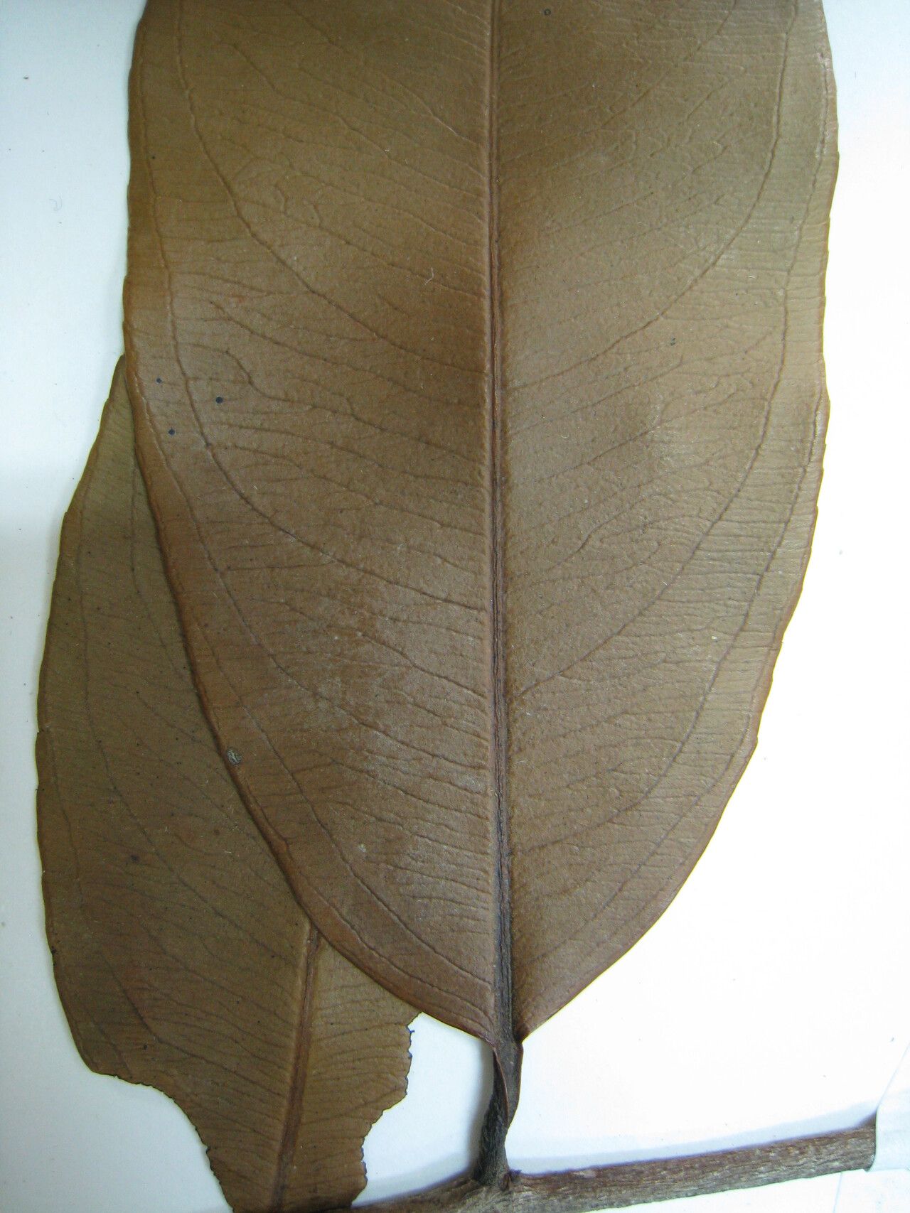 Ouratea cardiosperma other