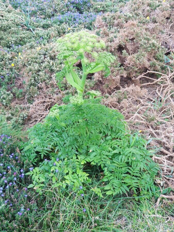Angelica razulii leaf
