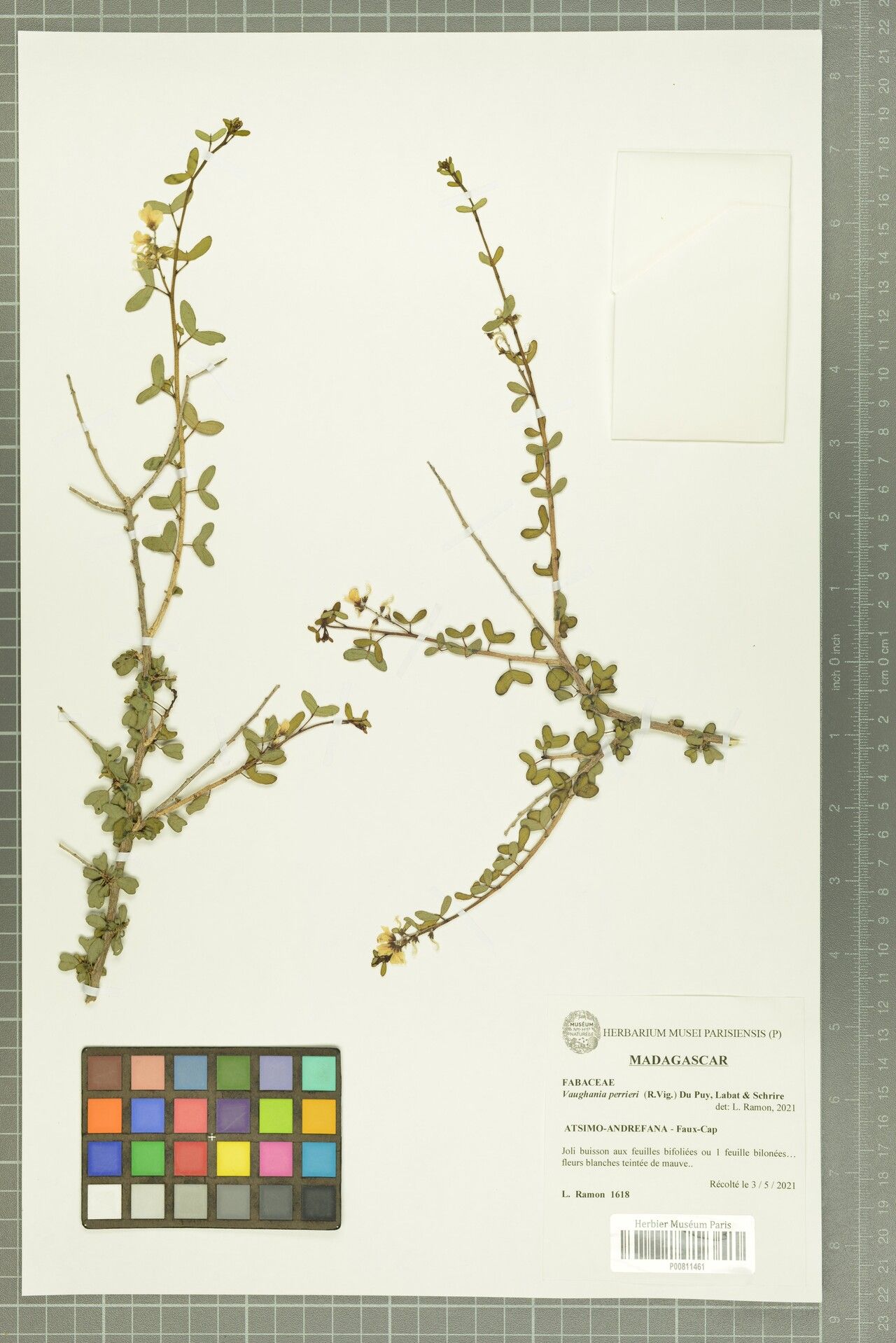 Indigofera perrieri — search result for 'Indigofera'