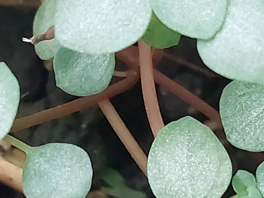 Pilea libanensis bark