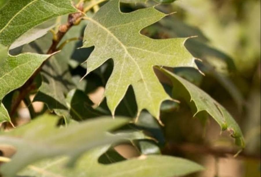 Quercus kelloggii — search result for 'Quercus'