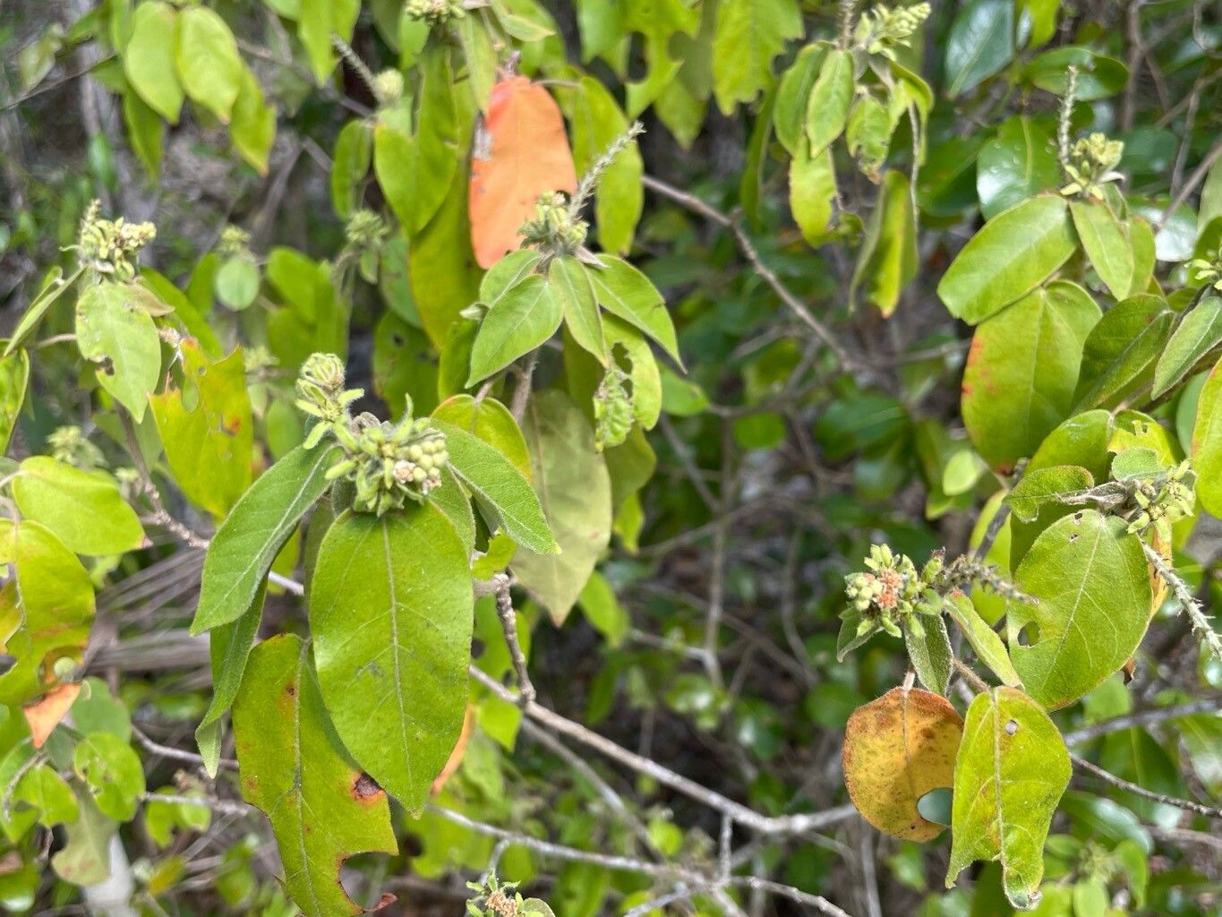 Croton glabellus flower