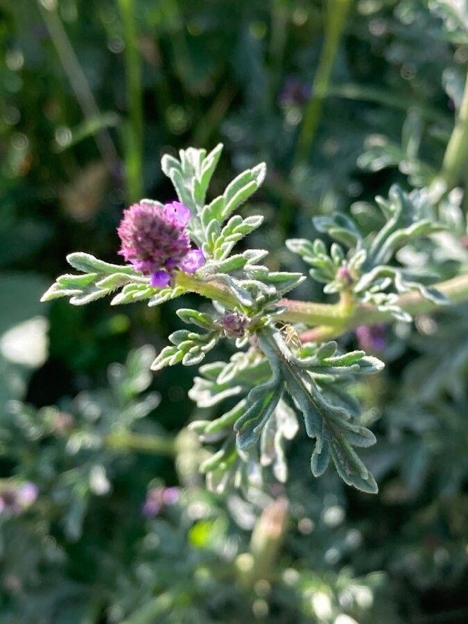 Verbena supina — houseplant care guide