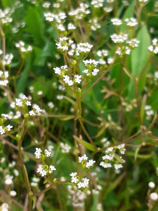 Valerianella dentata