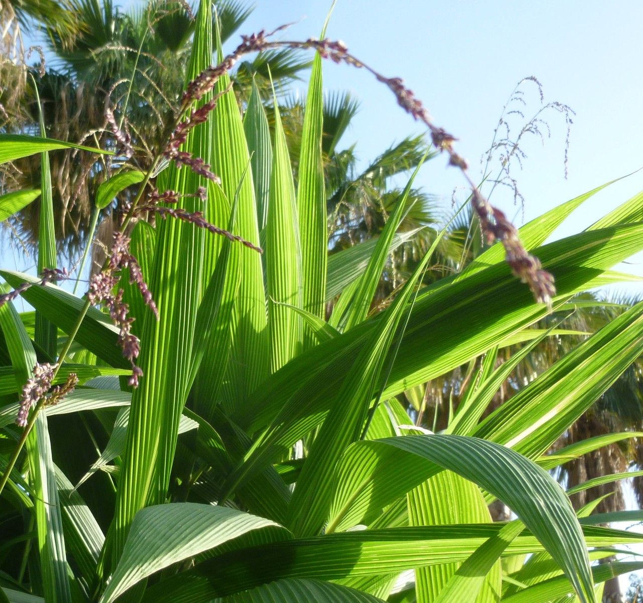 Panicum grande habit