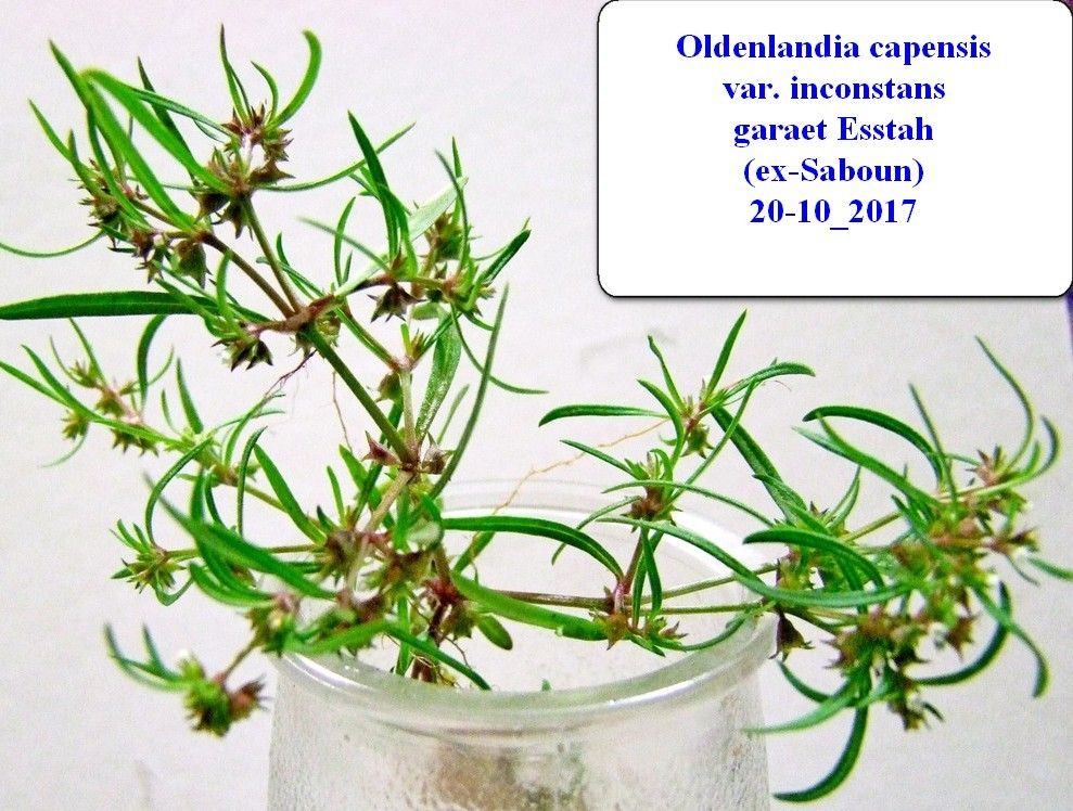 Oldenlandia capensis — related species from the same genus