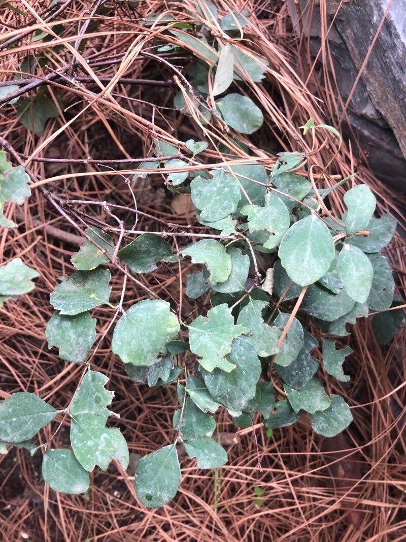 Symphoricarpos oreophilus — search result for 'Symphoricarpos'