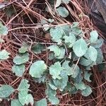 Symphoricarpos oreophilus