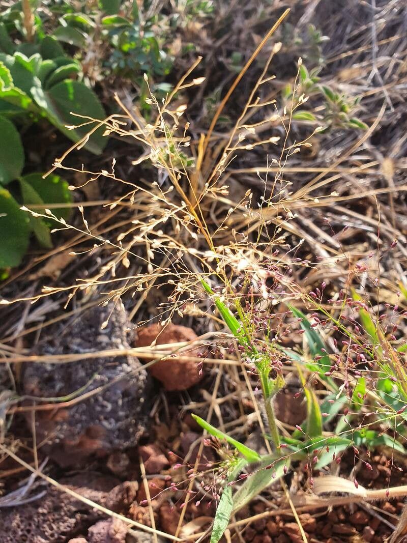 Panicum atrosanguineum fruit