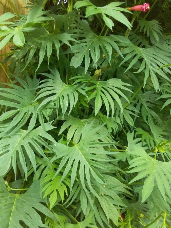 Ipomoea × multifida leaf