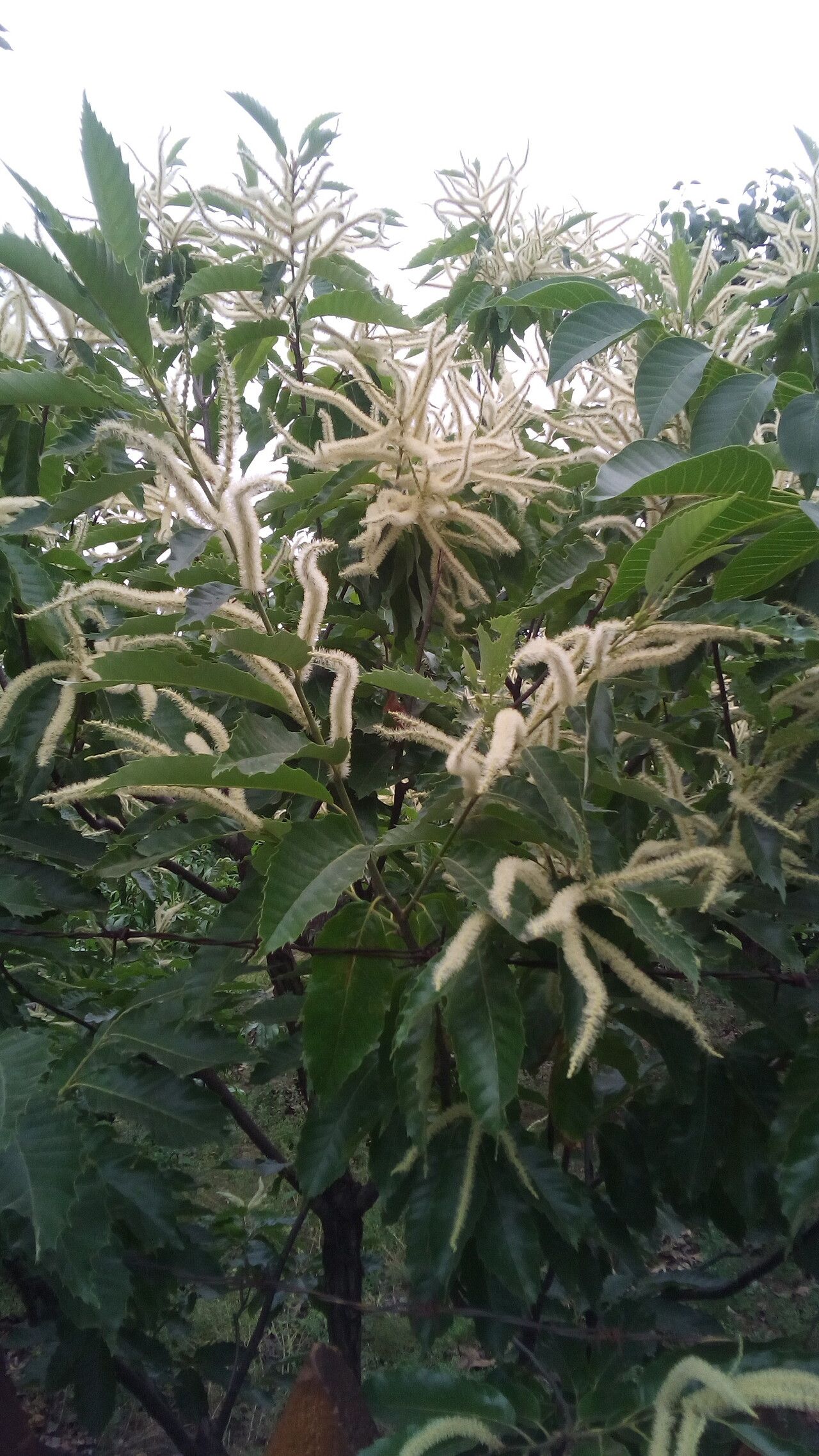 Castanea mollissima flower