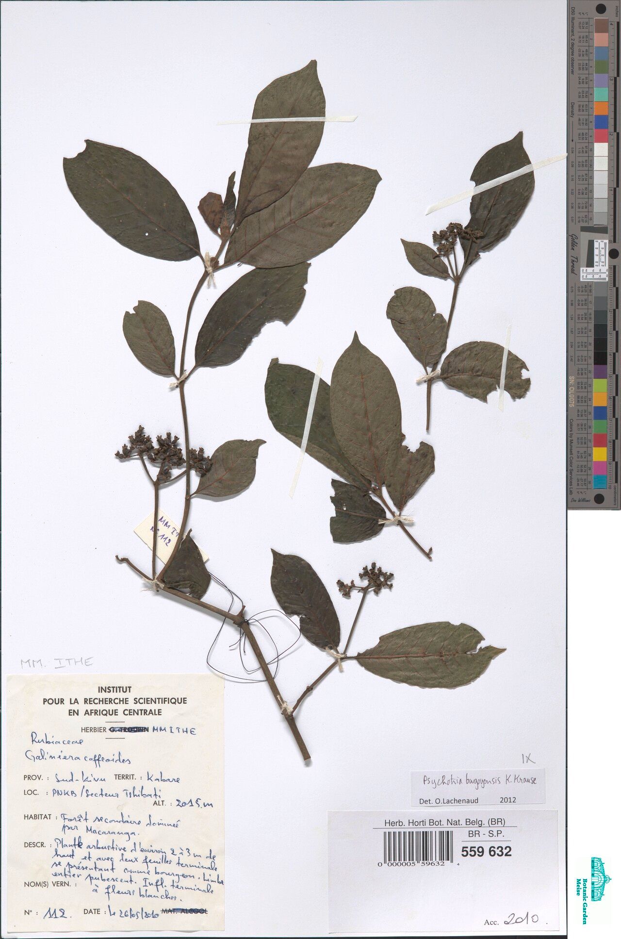 Psychotria bugoyensis — houseplant care guide