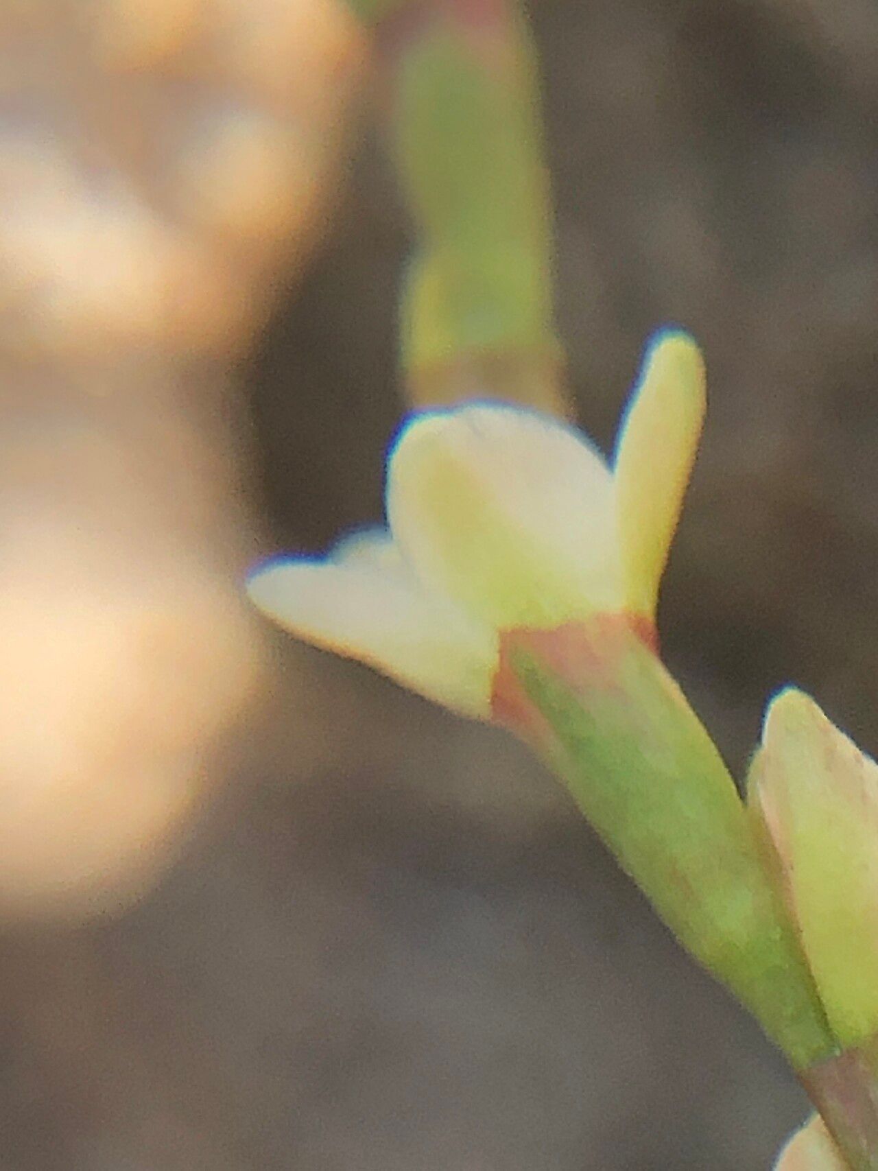 Polygonum arenarium flower