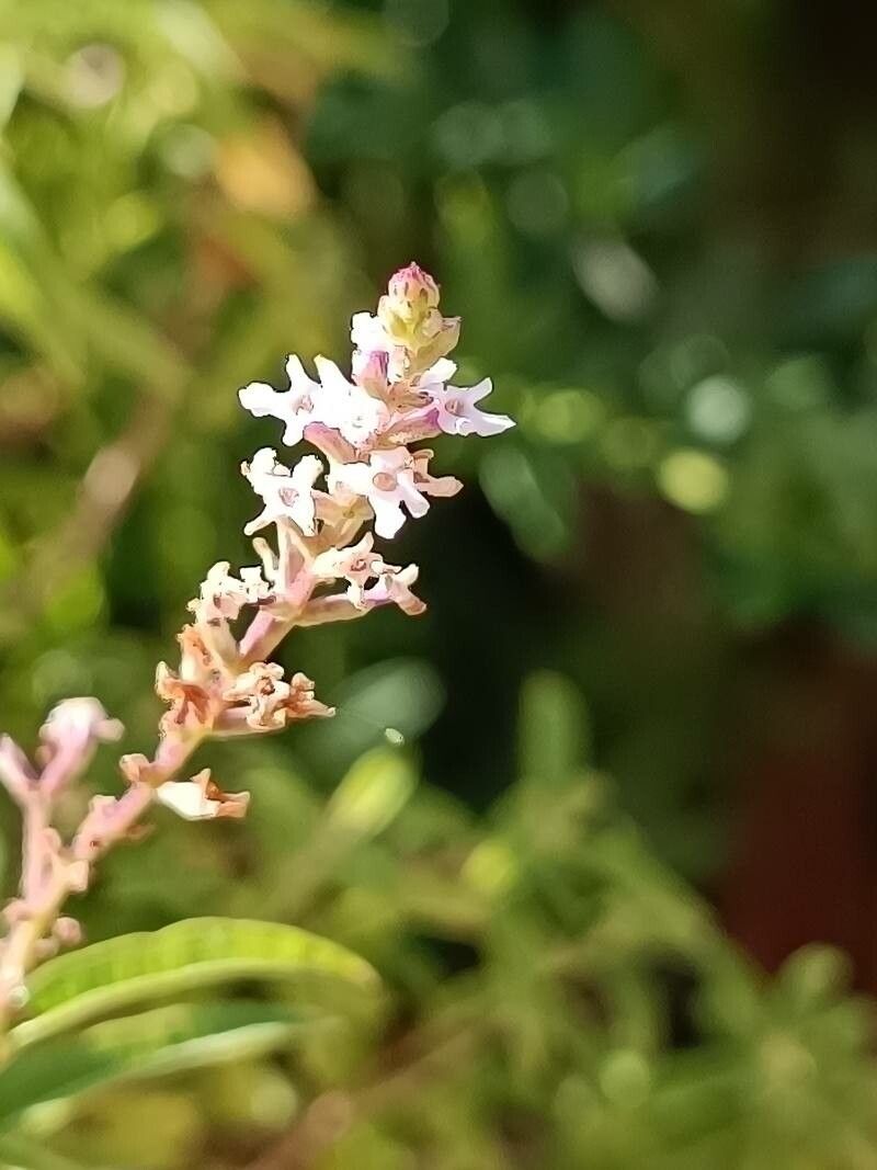 Aloysia citrodora flower