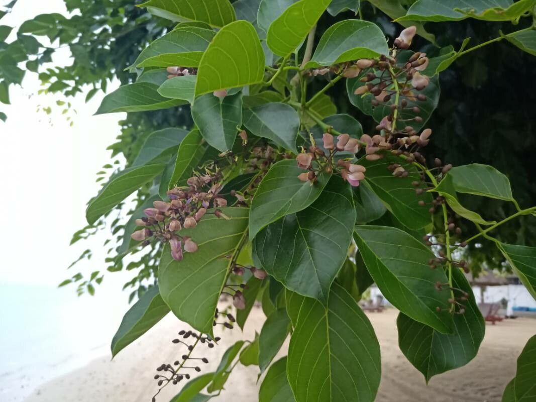 Pongamia pinnata flower