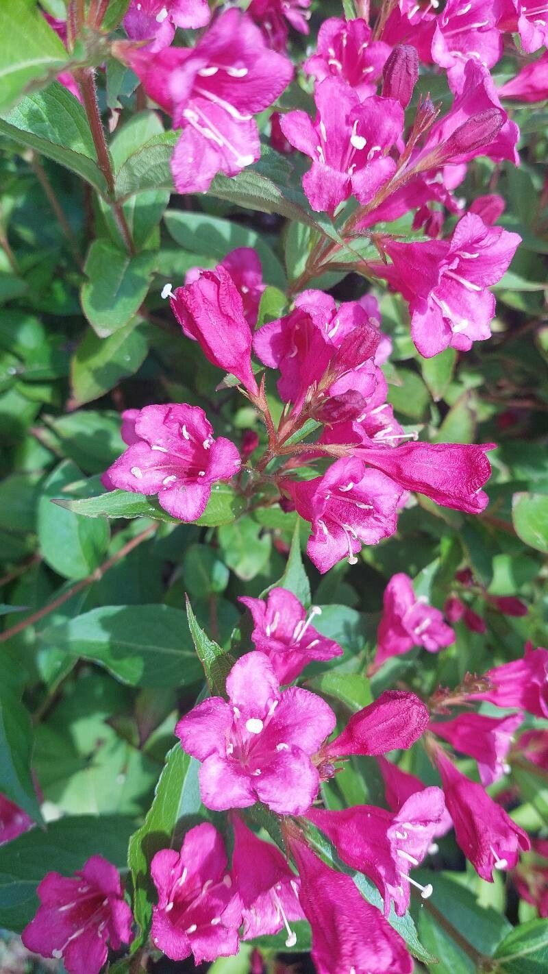 Weigela hortensis flower
