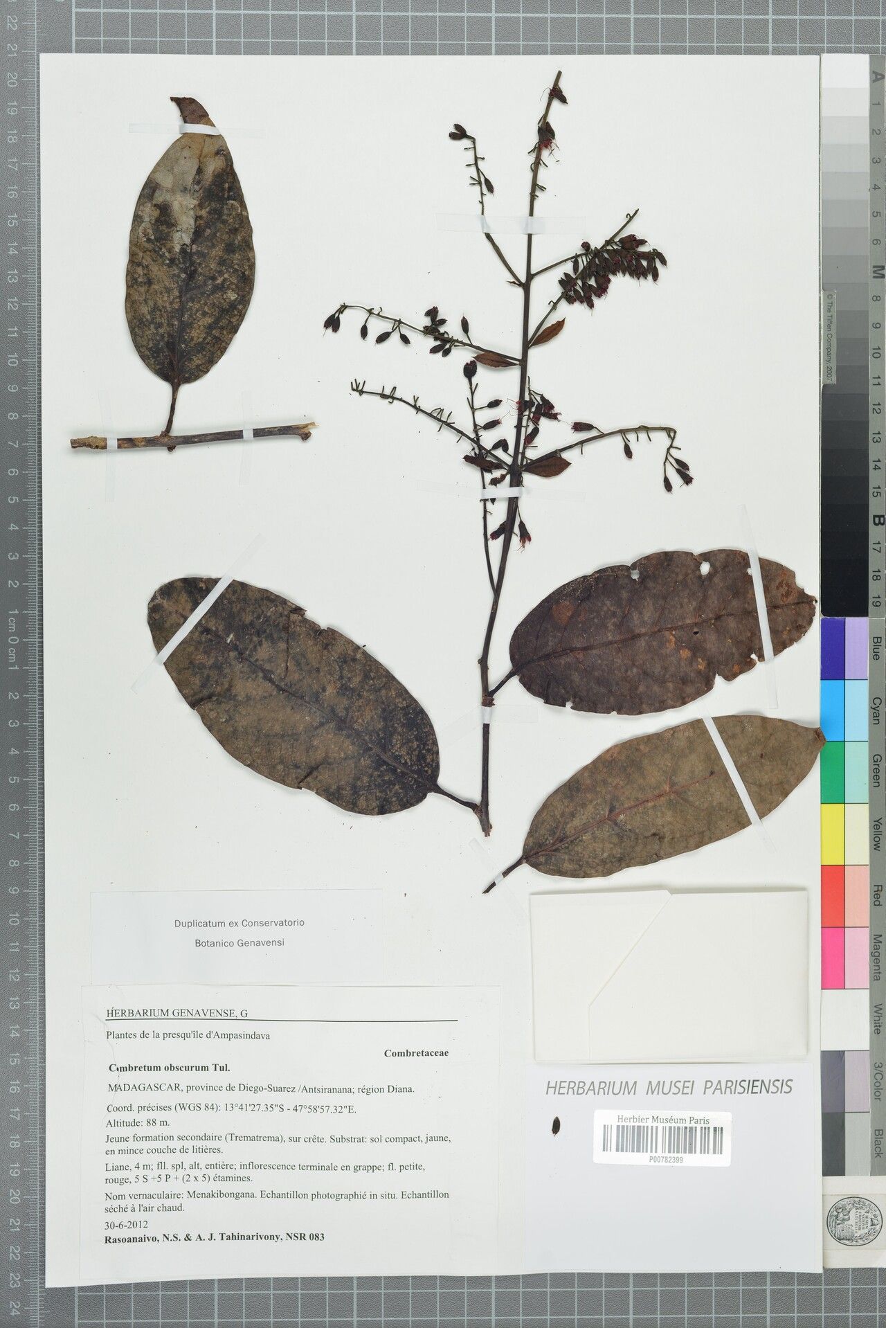 Combretum obscurum — houseplant care guide