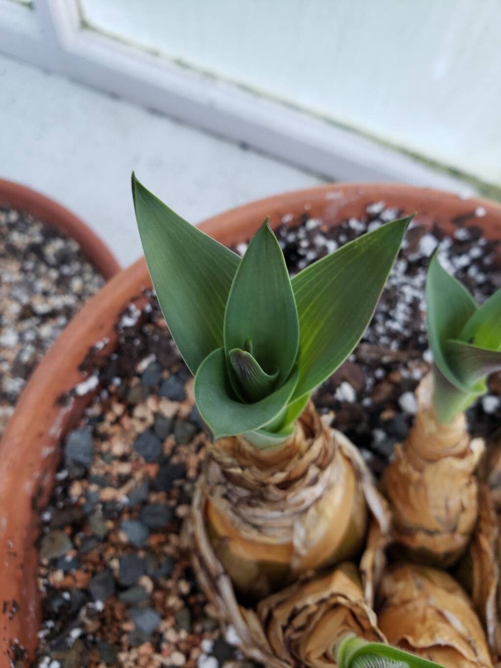 Merwilla plumbea — houseplant care guide