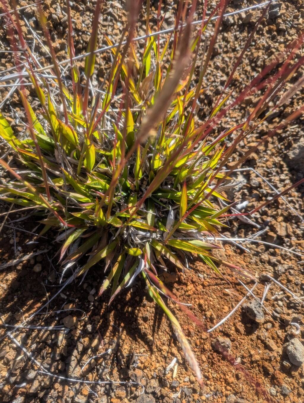 Ischaemum spathulatum leaf