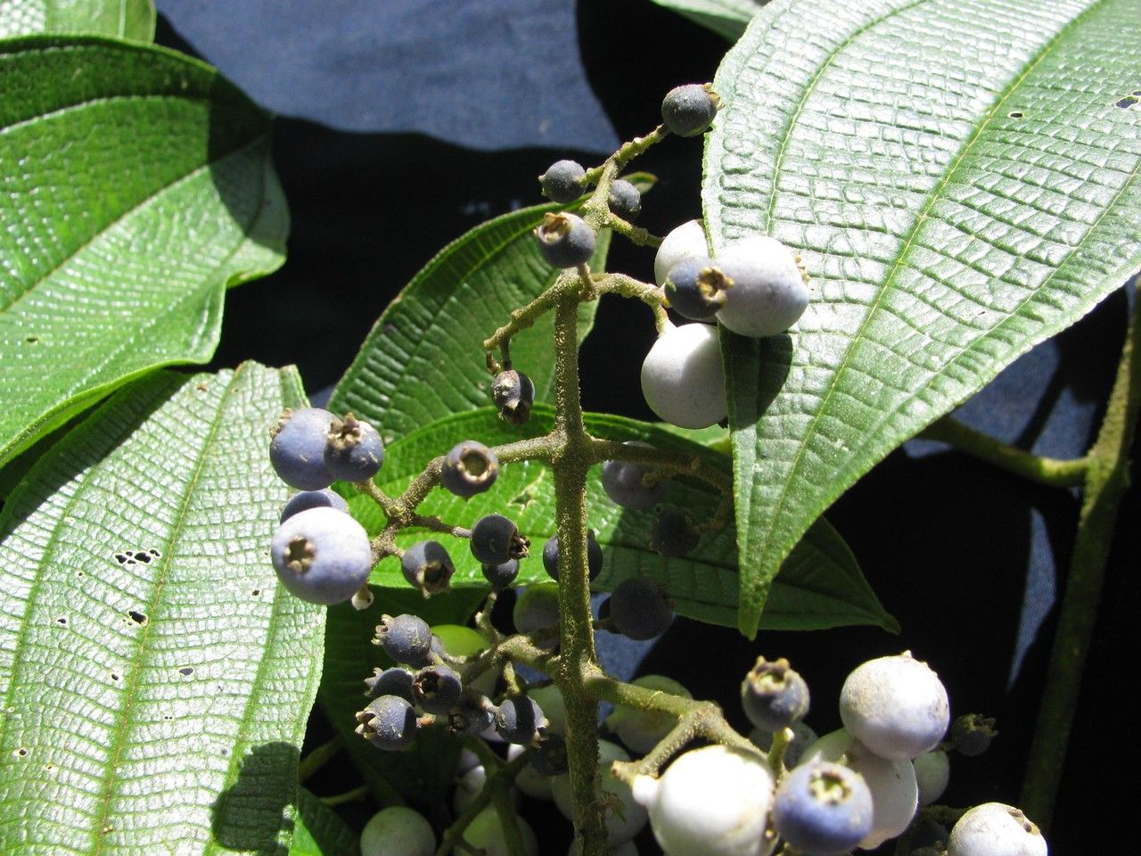 Miconia cremadena other