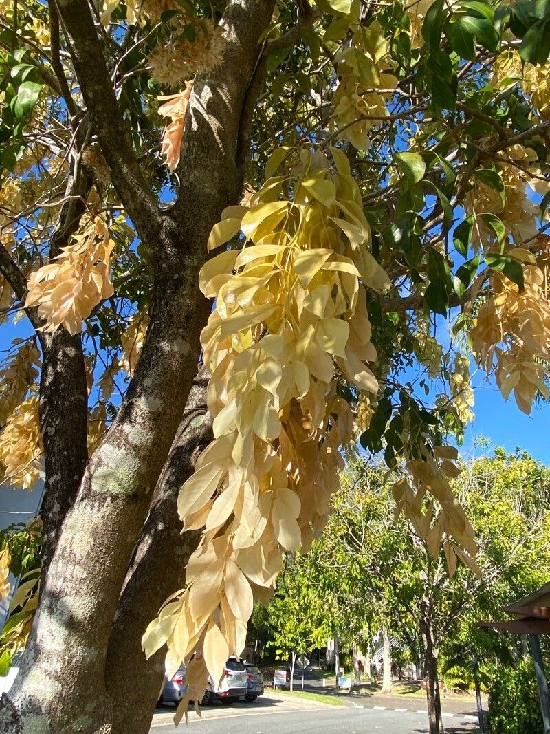 Cynometra lenticellata — houseplant care guide