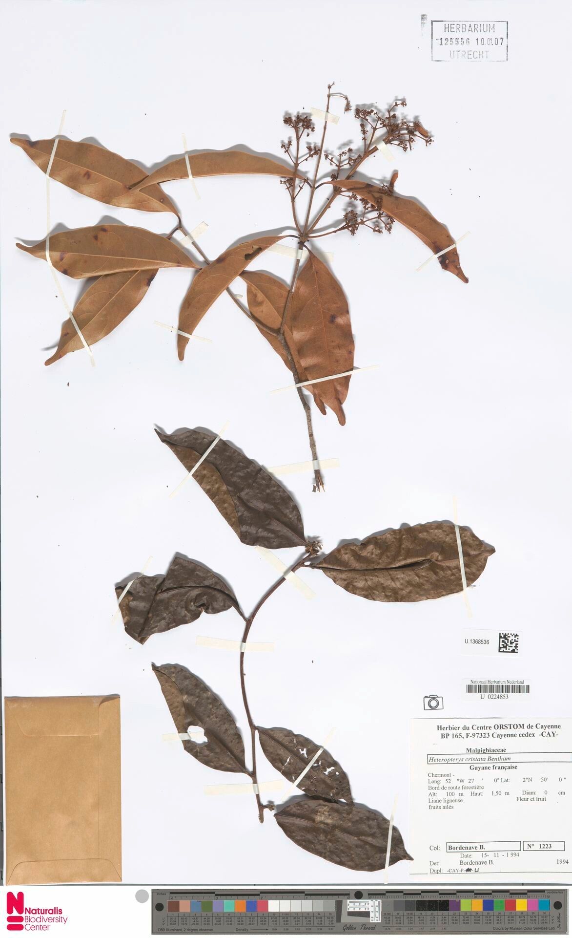 Heteropterys cristata — houseplant care guide