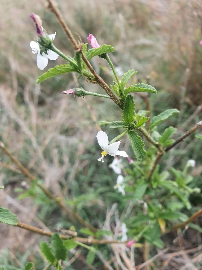 Hibiscus micranthus flower