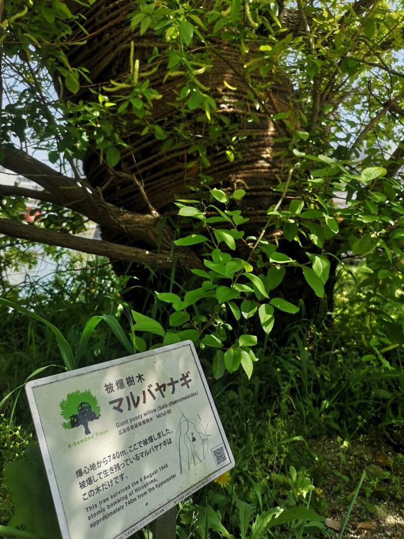 Salix chaenomeloides bark