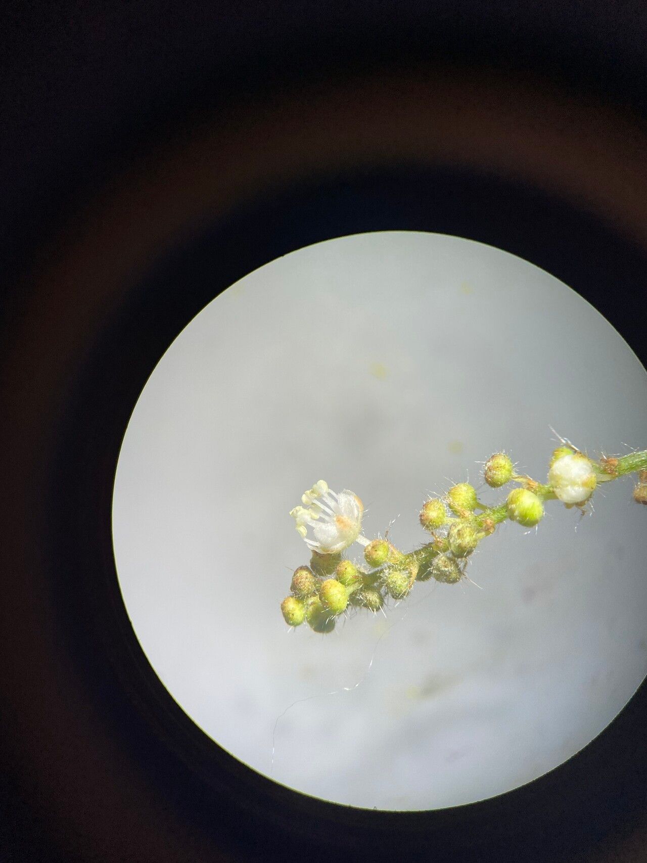 Croton lundianus fruit
