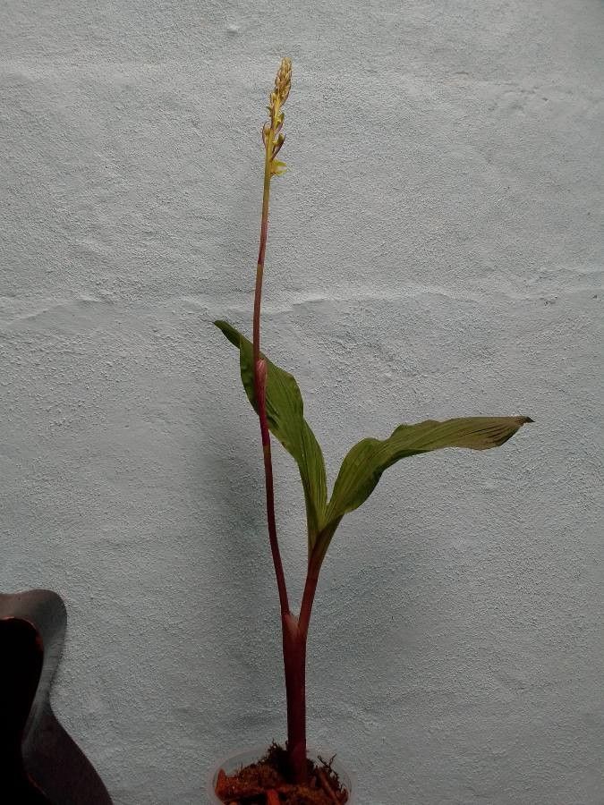 Govenia superba habit