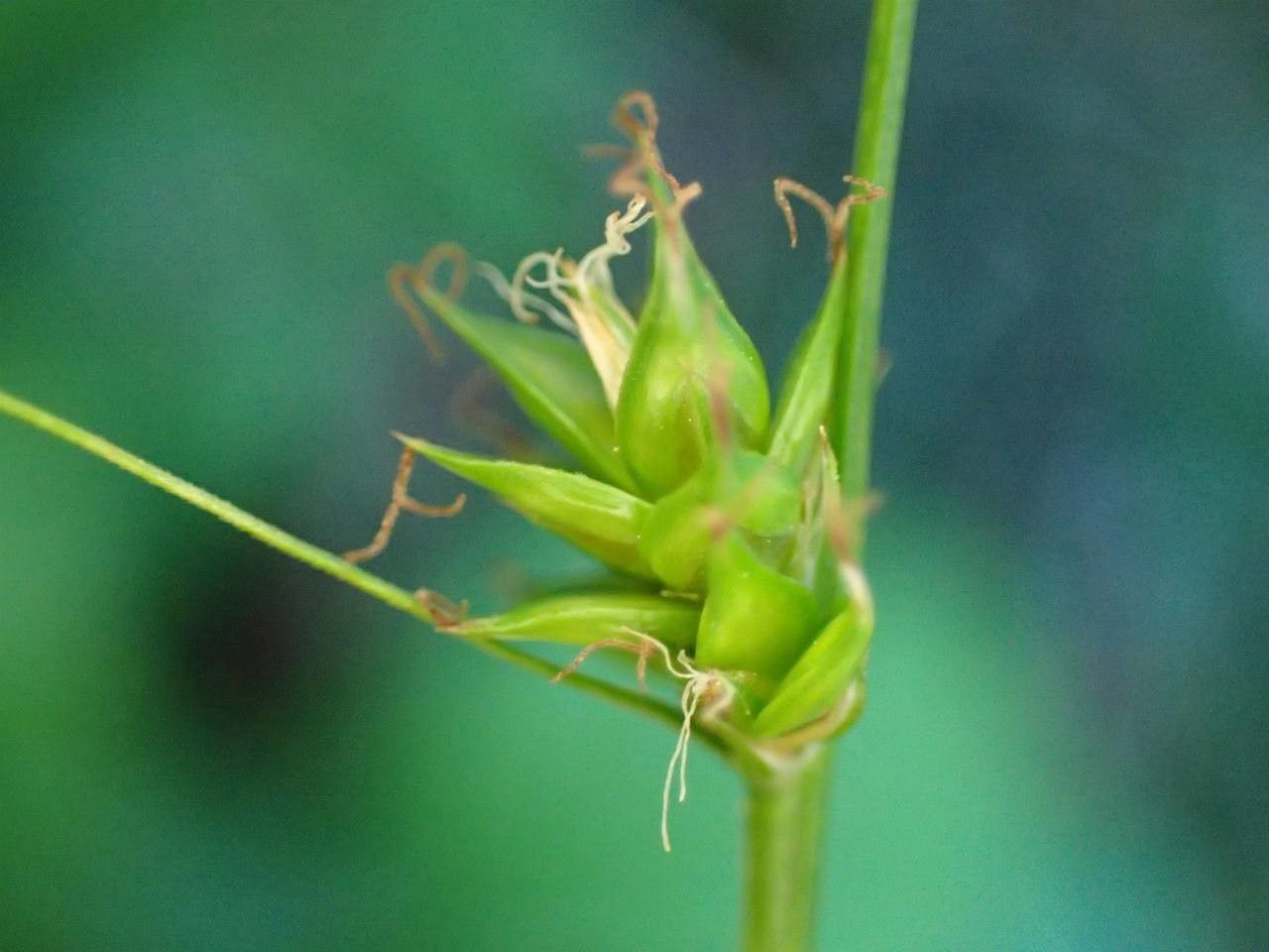 Carex leersii fruit