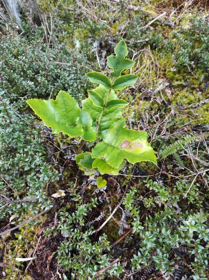 Gevuina avellana — search result for 'Proteaceae'