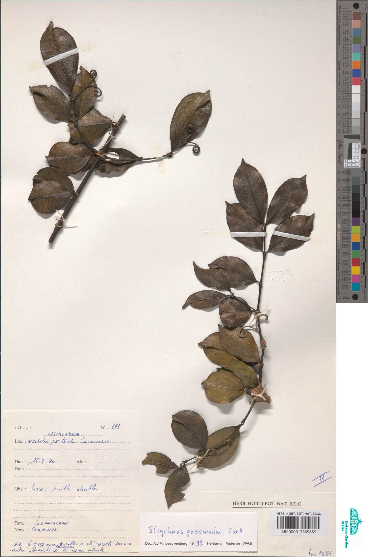 Strychnos gossweileri — houseplant care guide