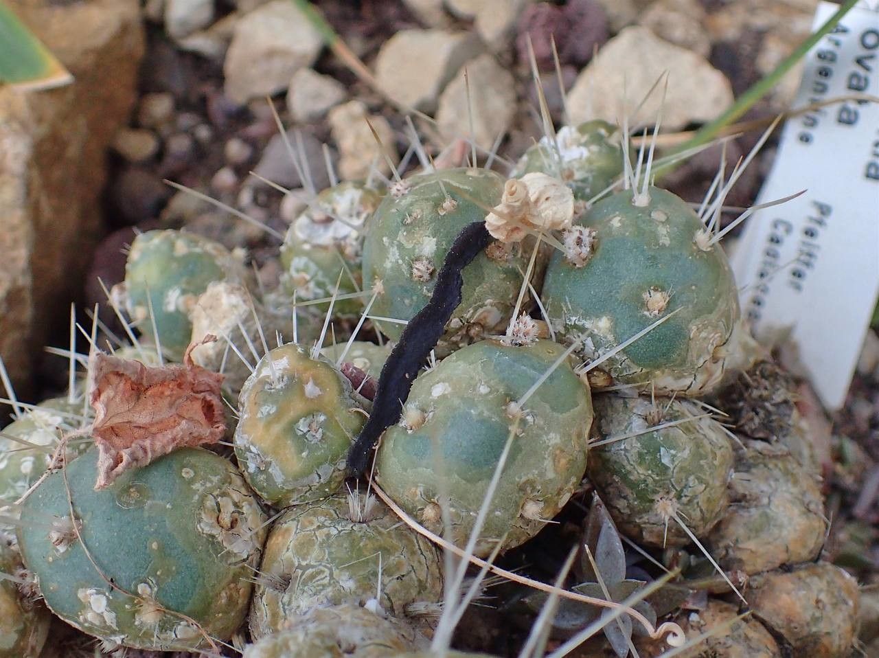 Maihueniopsis ovata habit