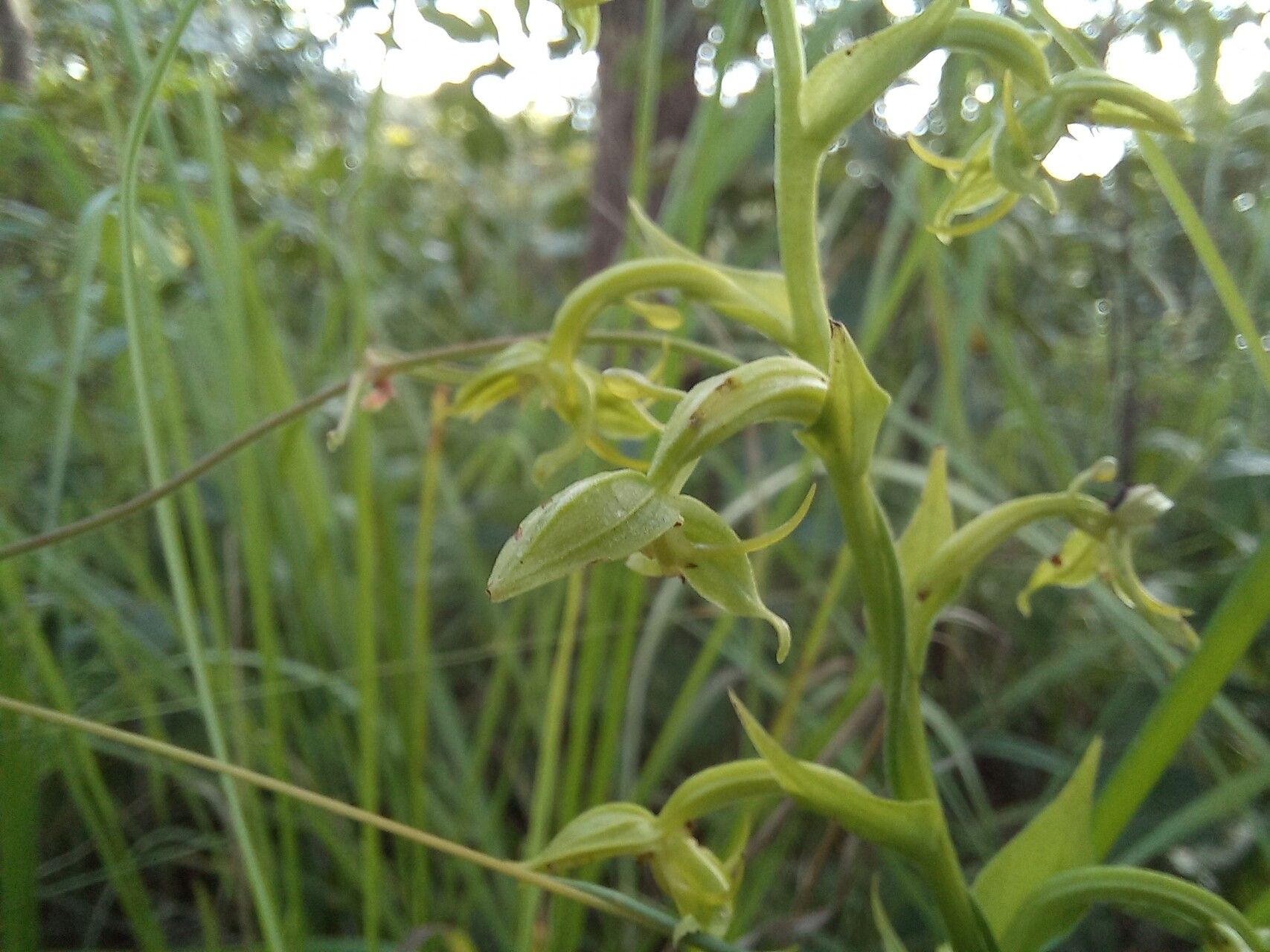 Habenaria uncicalcar flower