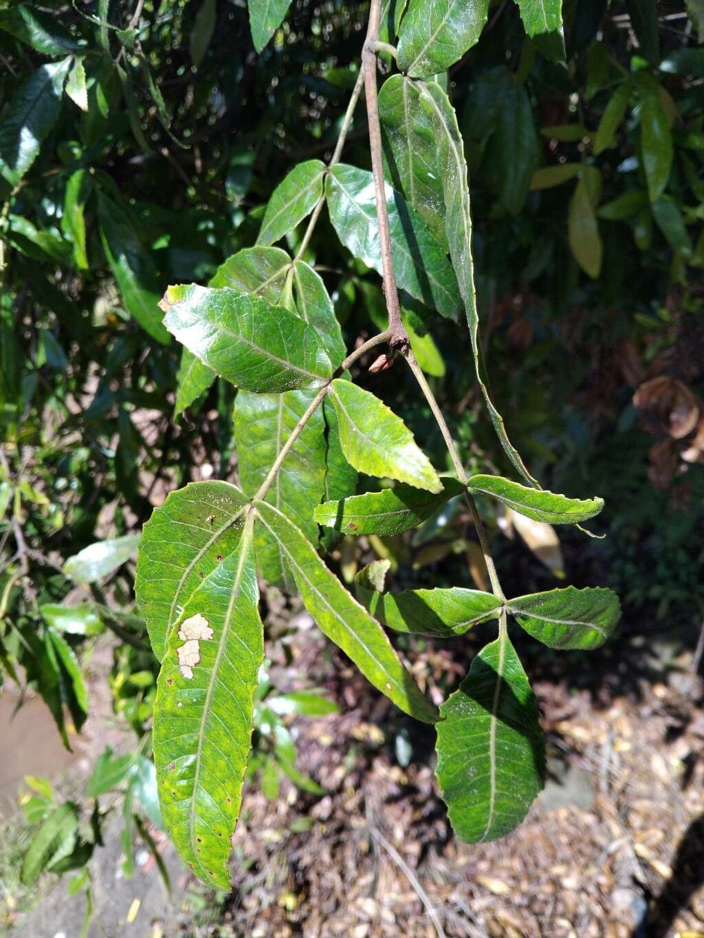 Pterophylla rutenbergii — houseplant care guide