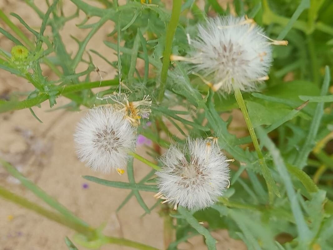 Senecio glaucus fruit