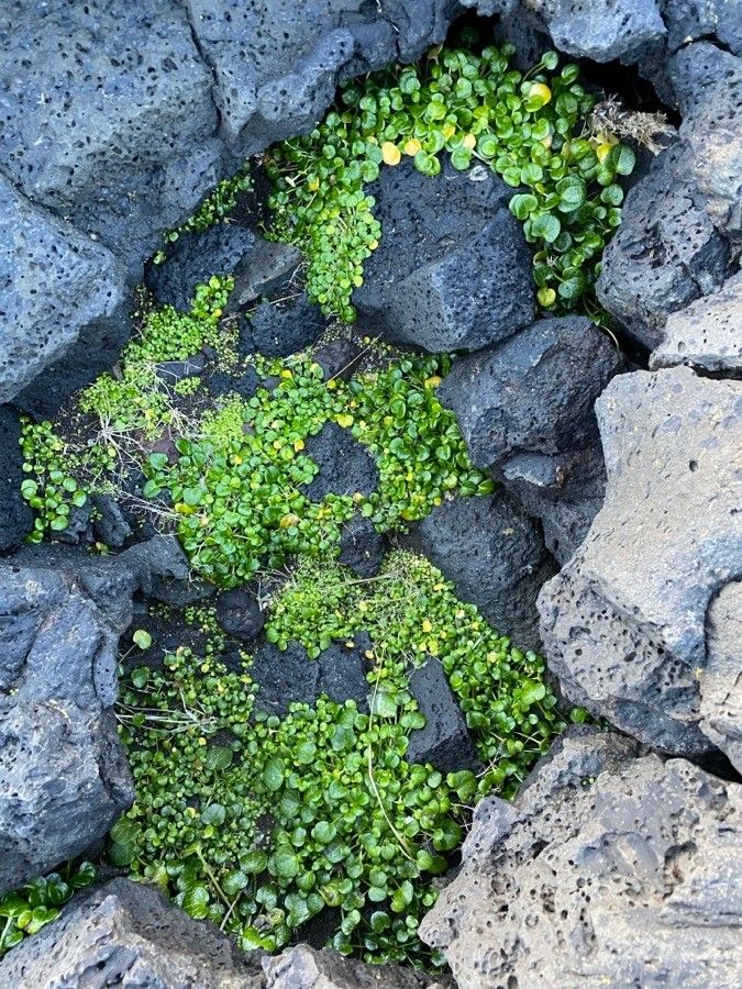 Cochlearia officinalis — search result for 'Brassicaceae'