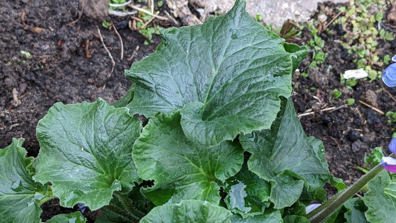 Primula malacoides — search result for 'Primulaceae'