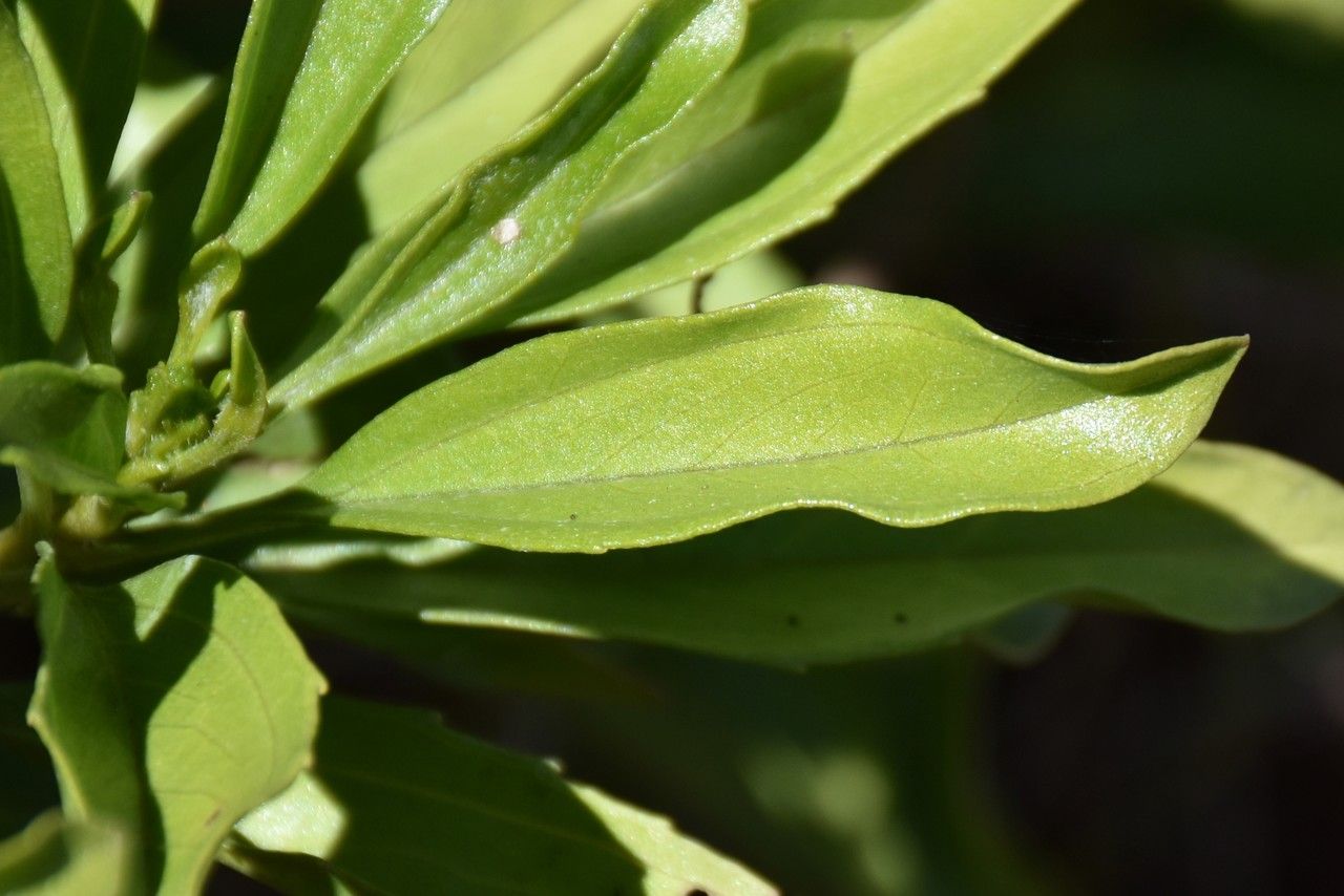 Psiadia viscosa leaf