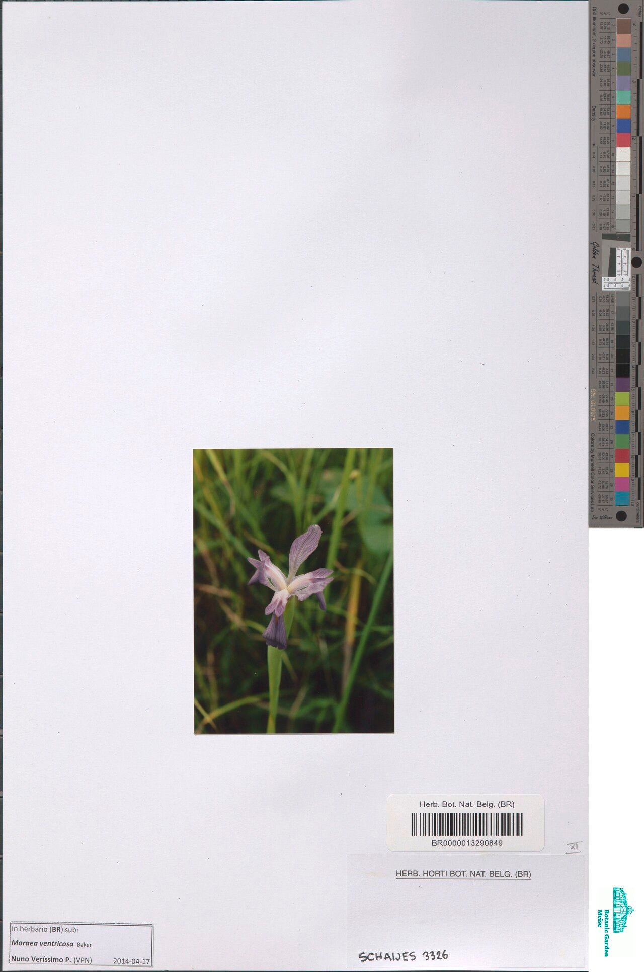 Moraea ventricosa — houseplant care guide