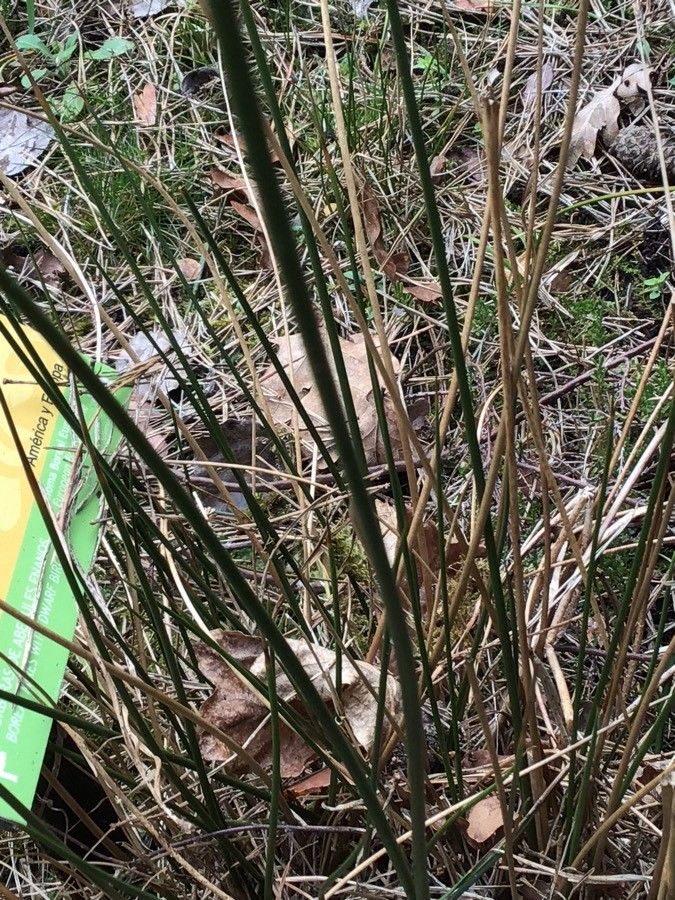 Juncus balticus — search result for 'Juncus'