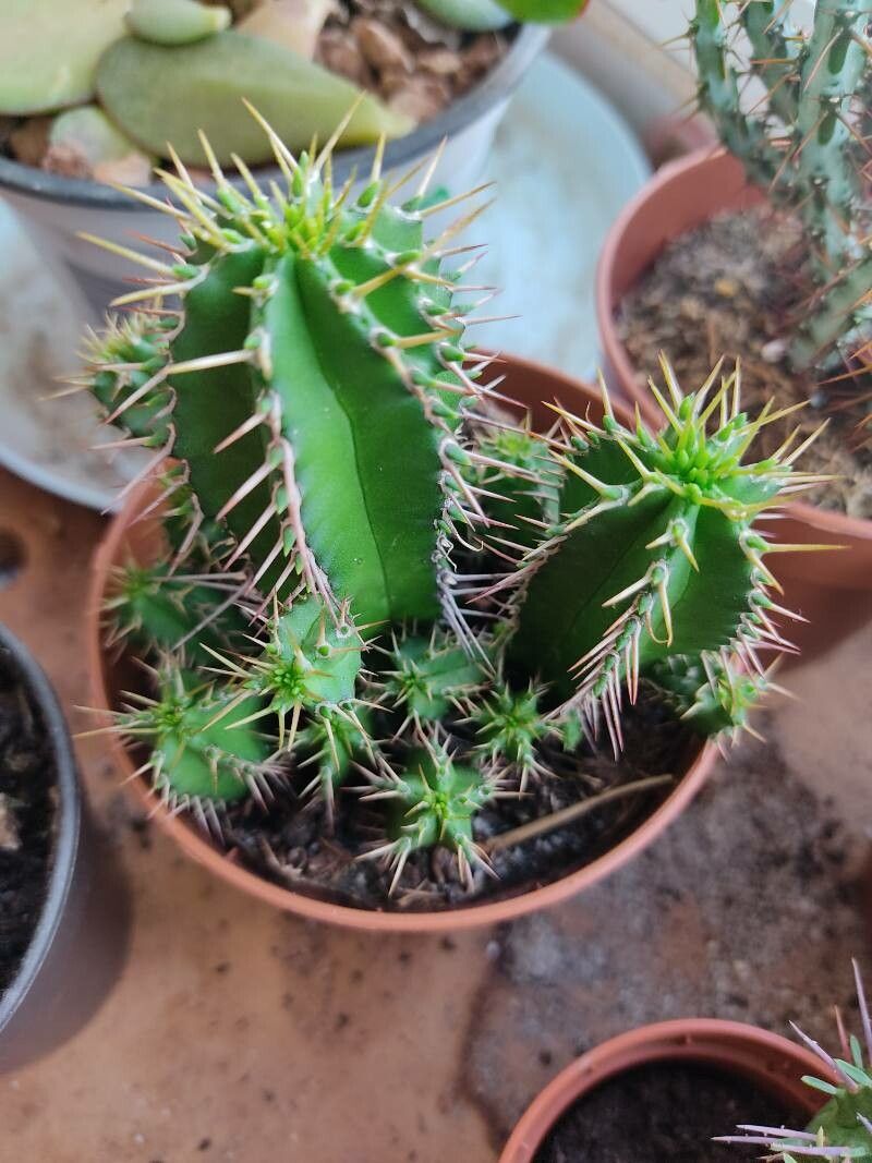 Euphorbia fruticosa habit