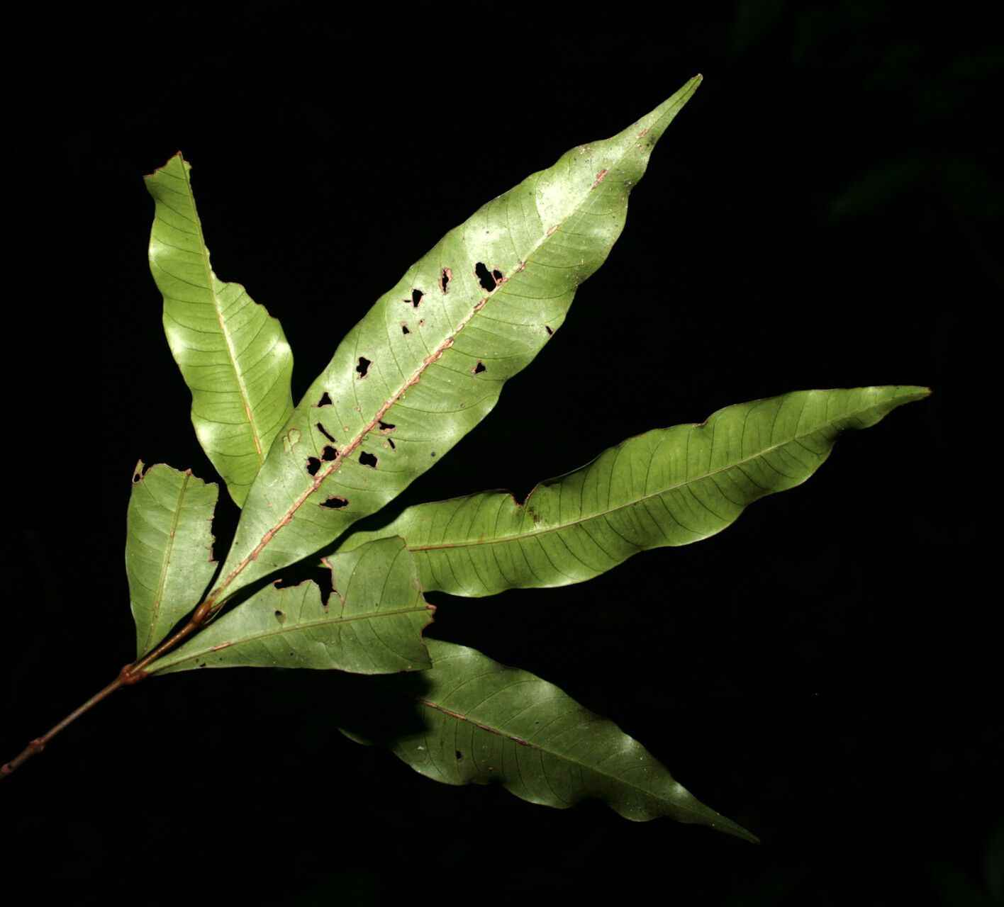 Quiina leptoclada leaf