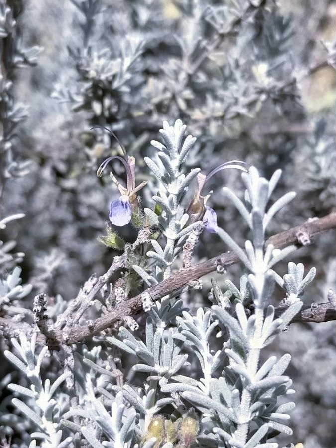 Rosmarinus tomentosus flower